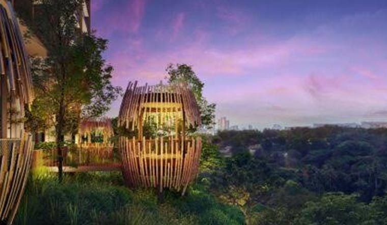 Pinetree Hill: Chronicles of an Evergreen Sanctuary - Vimarsana News