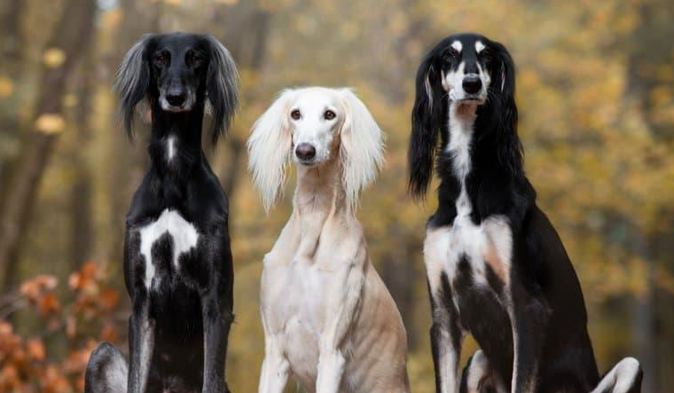 The Versatility of Dog Breeds: From Working Companions to Loyal Family Pets - Vimarsana News