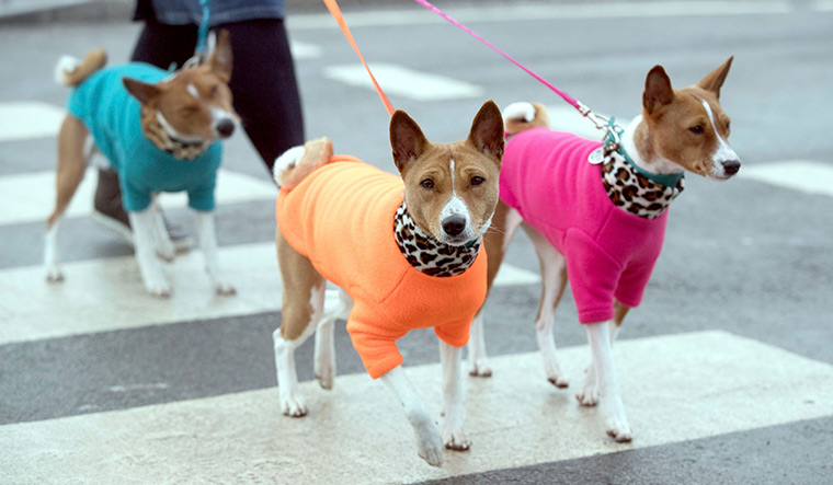 Pet dogs can help reduce ADHD symptoms in kids - The Week