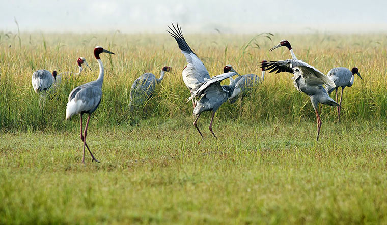 Wetlands: 24 of India's 80 Ramsar sites are in Ganga basin - Vimarsana News
