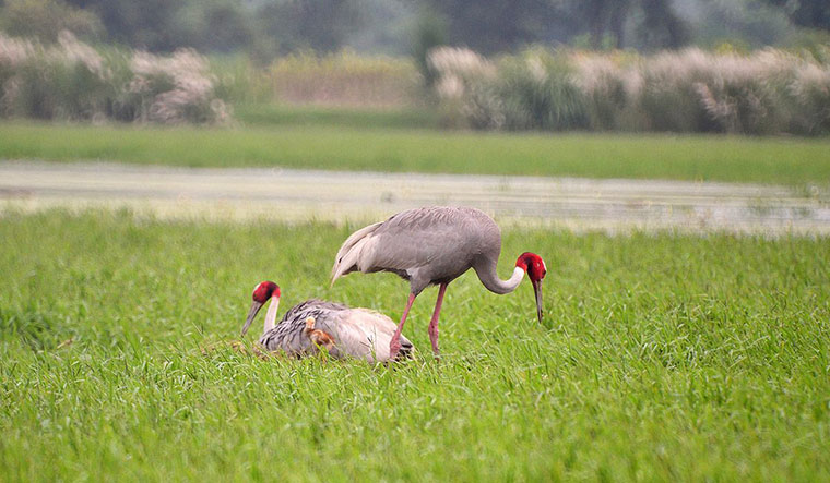 Bhopal, Indore, Udaipur nominated for Ramsar Wetland city accreditation scheme - Vimarsana News