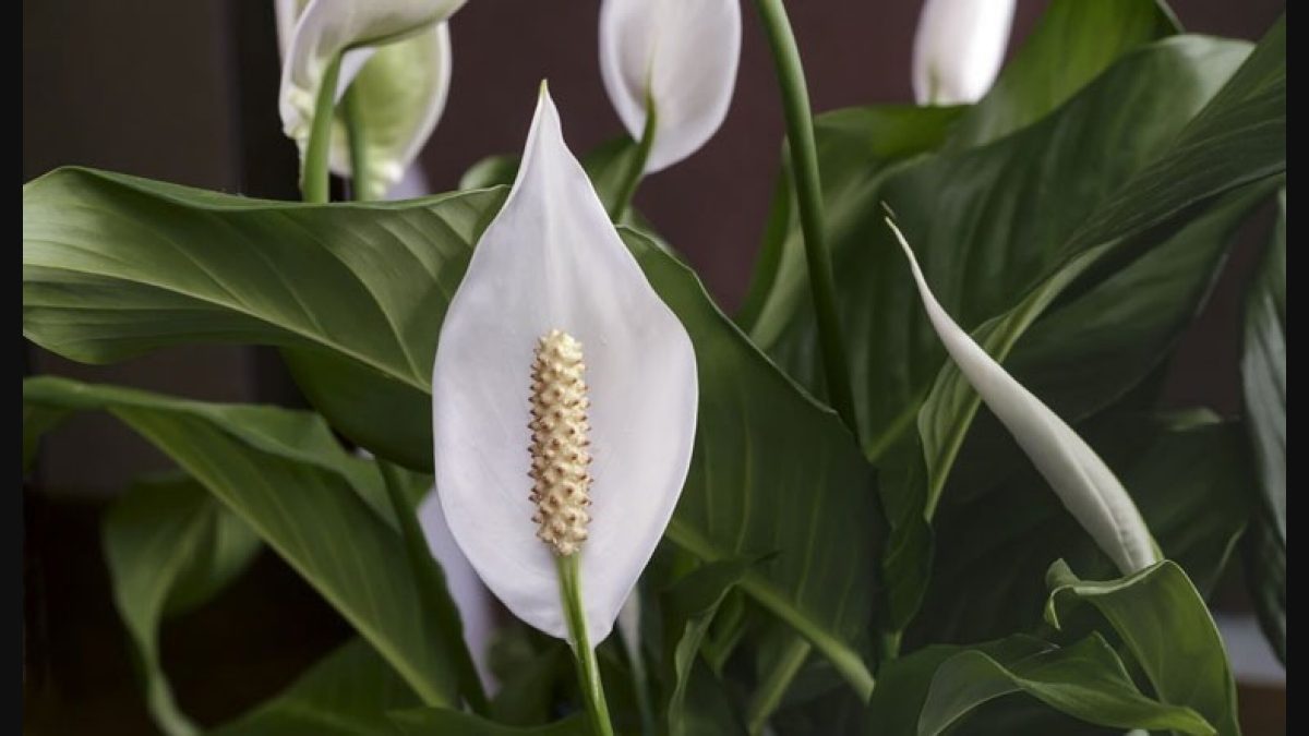 7 reasons you need a peace lily plant in your home - The Week