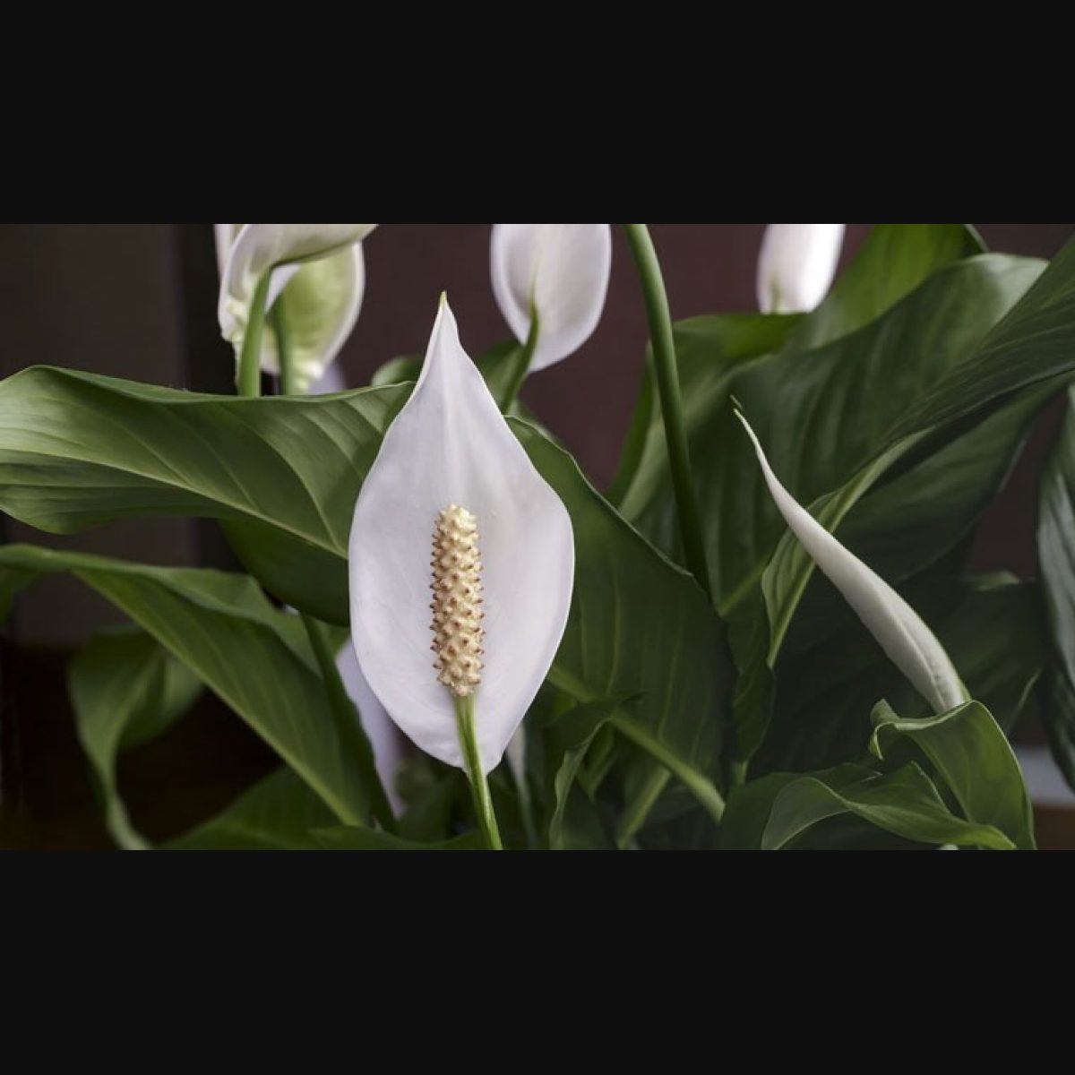 7 reasons you need a peace lily plant in your home - The Week