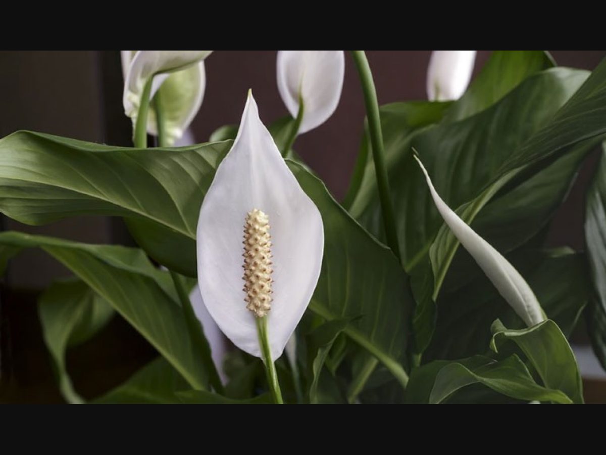 7 reasons you need a peace lily plant in your home - The Week