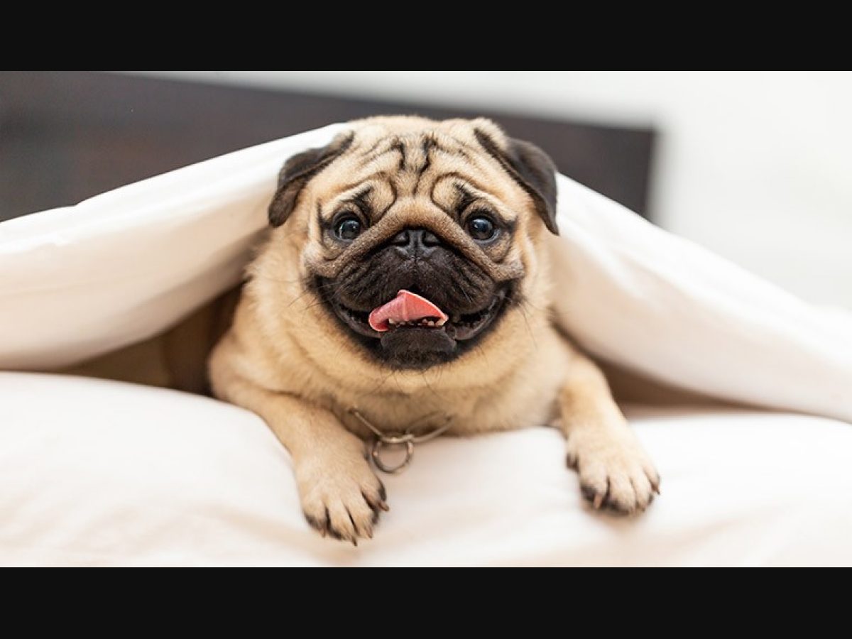 Here is why buying a pug is a cruel act - The Week