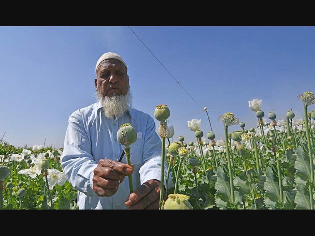 Inside India's insidious drug network - The Week