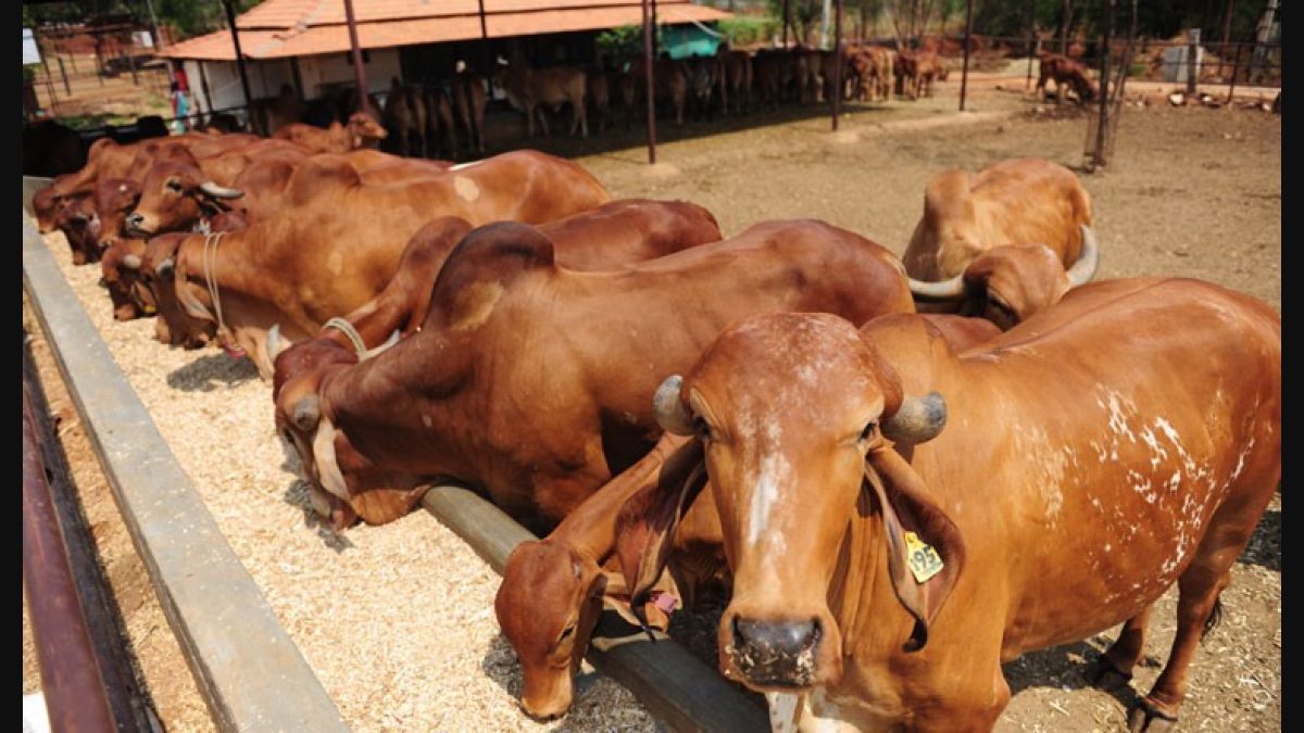 Jammu and Kashmir bans slaughter of cows, camels on Bakra Eid - The Week