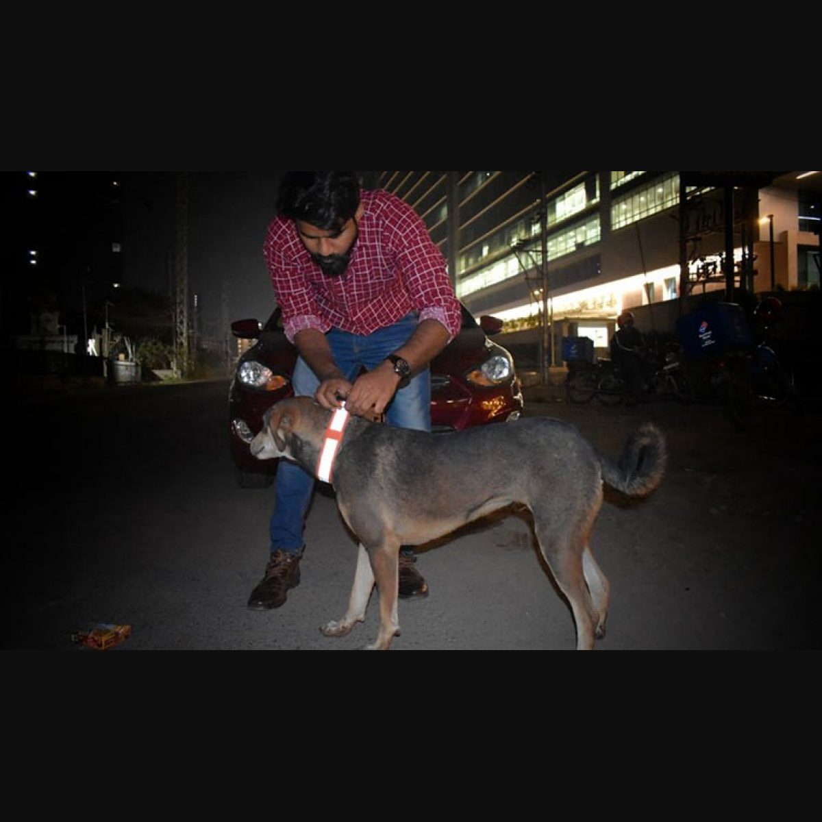 This NGO has a unique idea to prevent road accidents involving stray dogs -  The Week