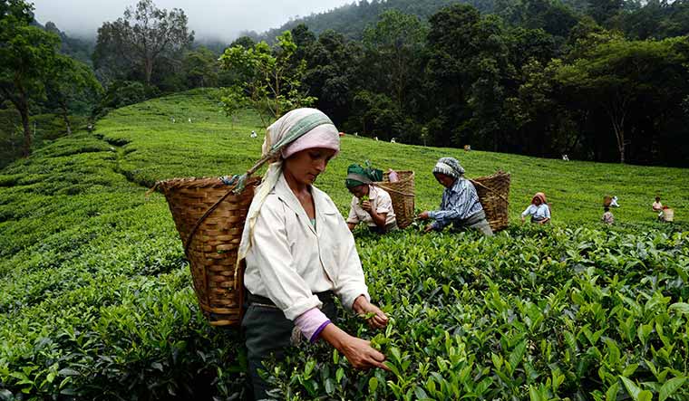 Unveiling the secret of a better cup of tea: The role of root microbes - Vimarsana News