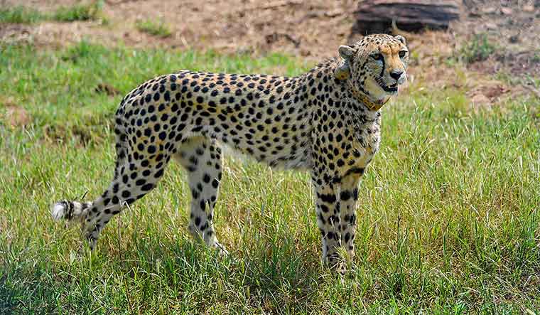 Gandhisagar Sanctuary chosen as new home for South African cheetahs - Vimarsana News