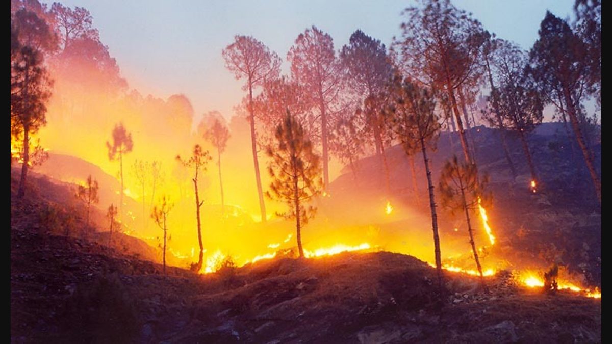 Why forest fires are ravaging Uttarakhand - The Week