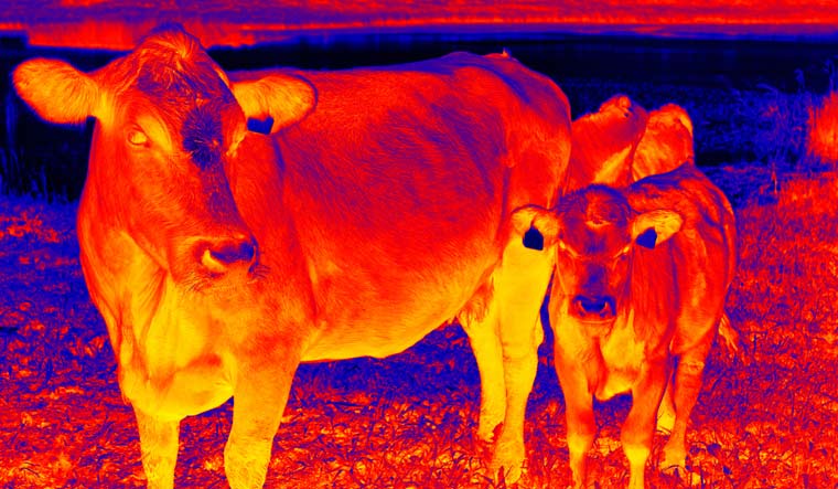 Animal consciousness: Why it's time to rethink our human-centred approach - Vimarsana News