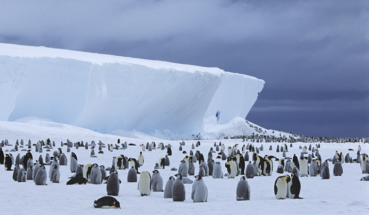 Antarctica's melting ice threatens global ocean health and wildlife - Vimarsana News