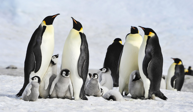 Antarctica's emperor penguins could be extinct by 2100- The Week