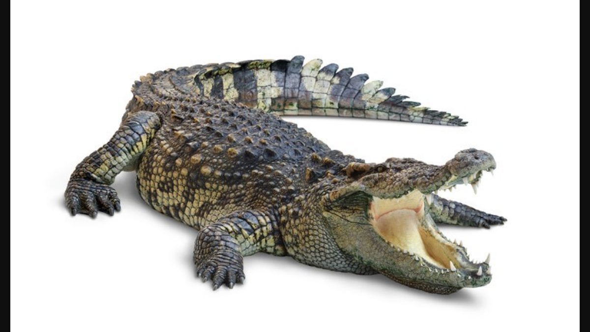 Crocodile-Inspired Innovations From Immune Systems to Wearable Technology