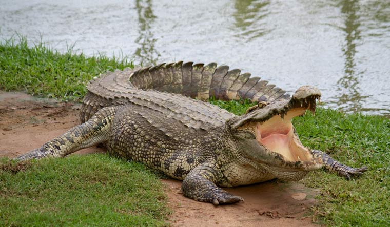 Karnataka horror: Mother throws 6-year-old mute boy into crocodile-infested Kali Lake - Vimarsana News