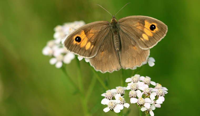 Climate warming may cause Meadow Brown butterflies to lose spots - Vimarsana News