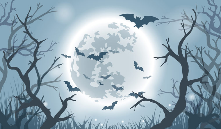 The secrets of human social behaviour: What bats can teach us about our brains - Vimarsana News