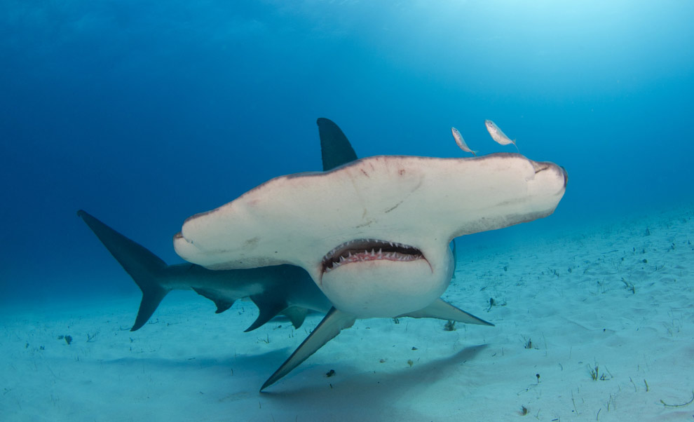 Rare glimpse into hammerhead shark embryo head development - Vimarsana News