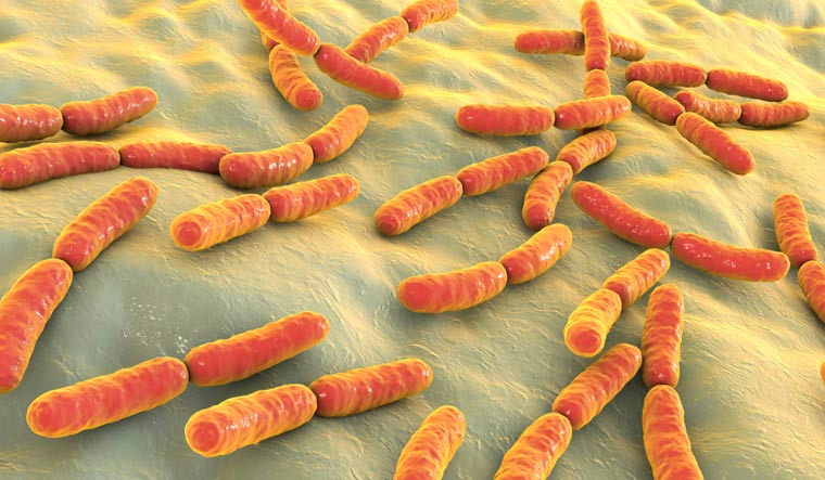 Bacterial intelligence: Microorganisms possess memory-storing abilities - Vimarsana News