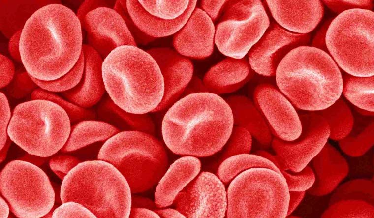 Platelet power: Rejuvenating aging brains on par with exercise - Vimarsana News