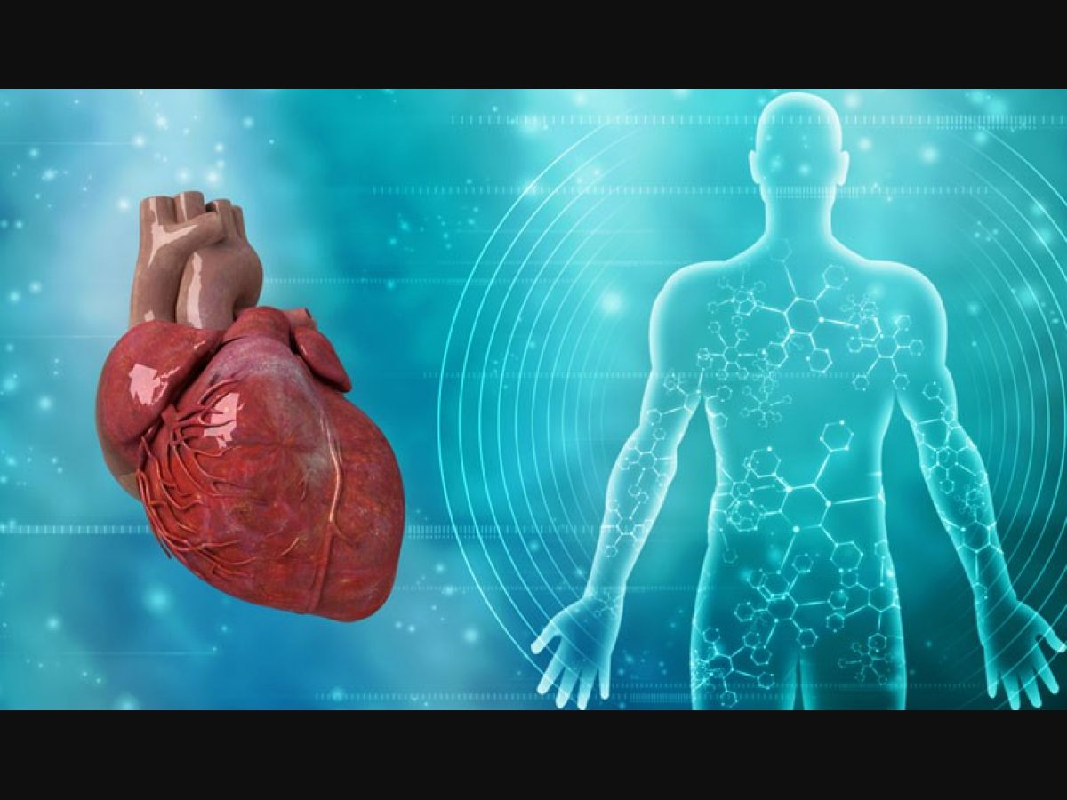 Bioengineers claim breakthrough with artificial human heart - The Week