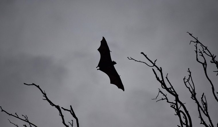 Leave bats alone in their habitats for a pandemic-free future, says study - Vimarsana News