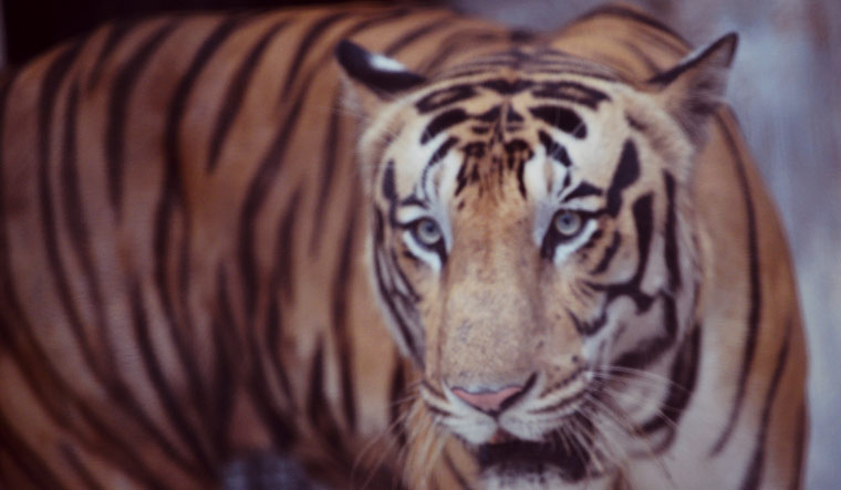 Madhya Pradesh: Tribal man questioned in tiger beheading case kills self - Vimarsana News