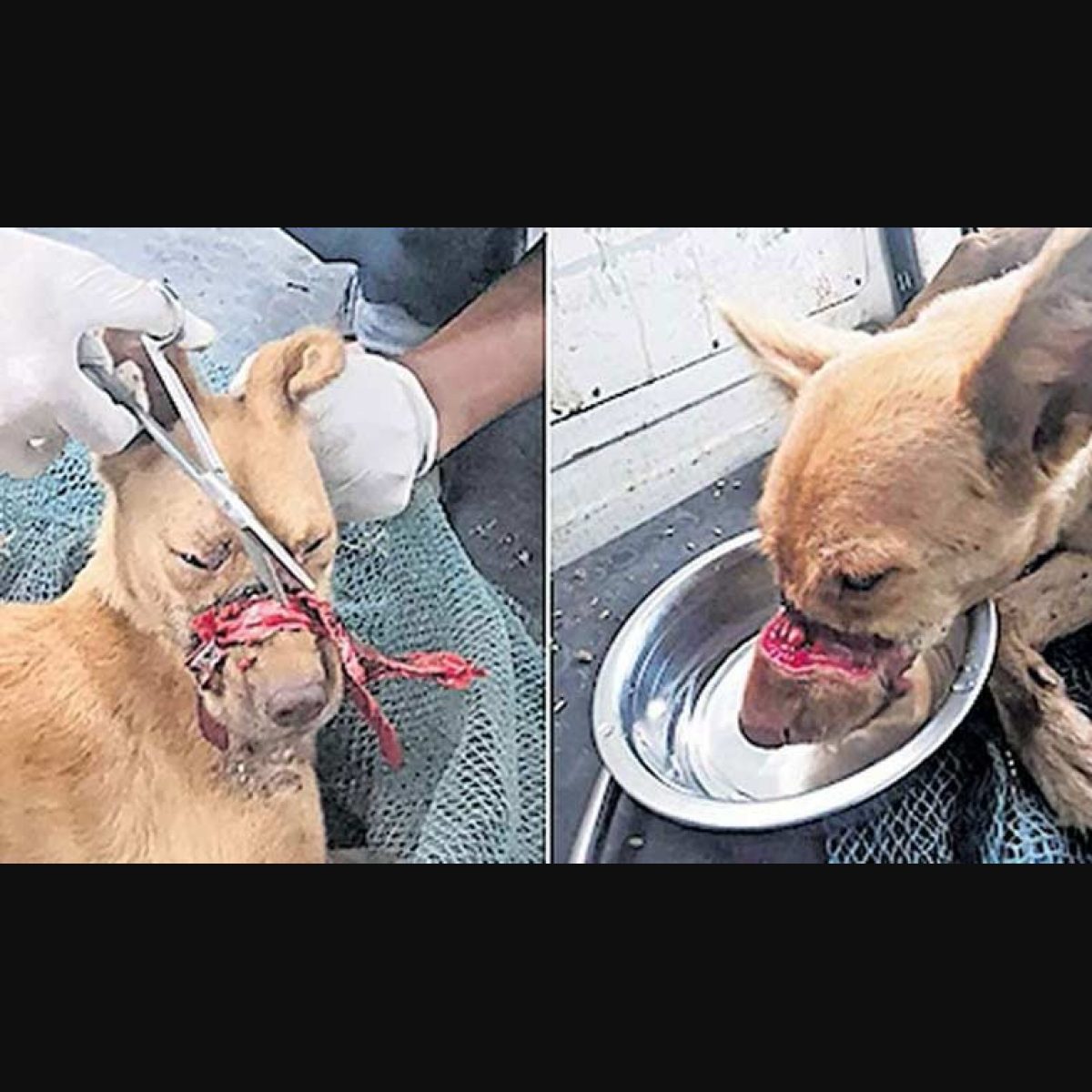 Kerala: Dog with its mouth sealed by tape for 2 weeks rescued - The Week
