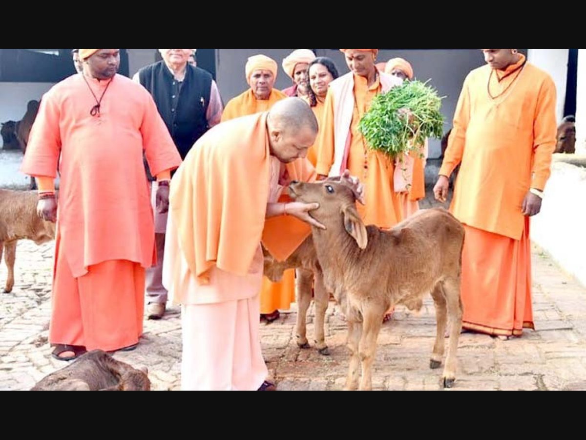 Explained: Yogi govt's 100-day plan for stray cows - The Week