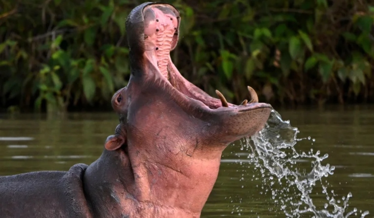 Hippopotamus kills Lucknow zoo staff while cleaning enclosure - Vimarsana News
