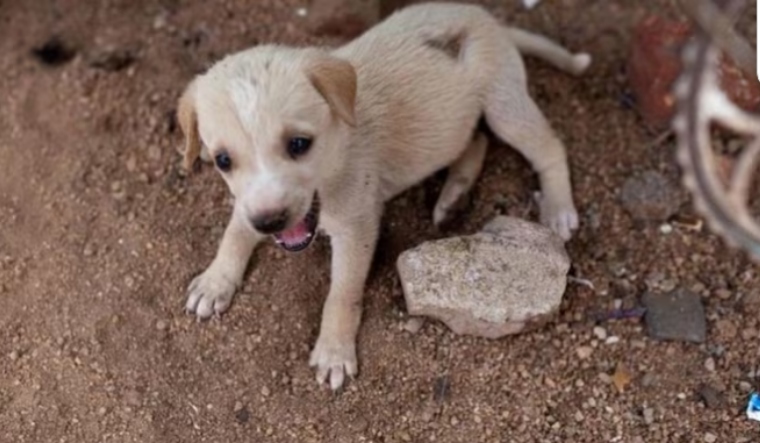 UP shocker: Kids set 4 puppies ablaze in Kanpur park - Vimarsana News
