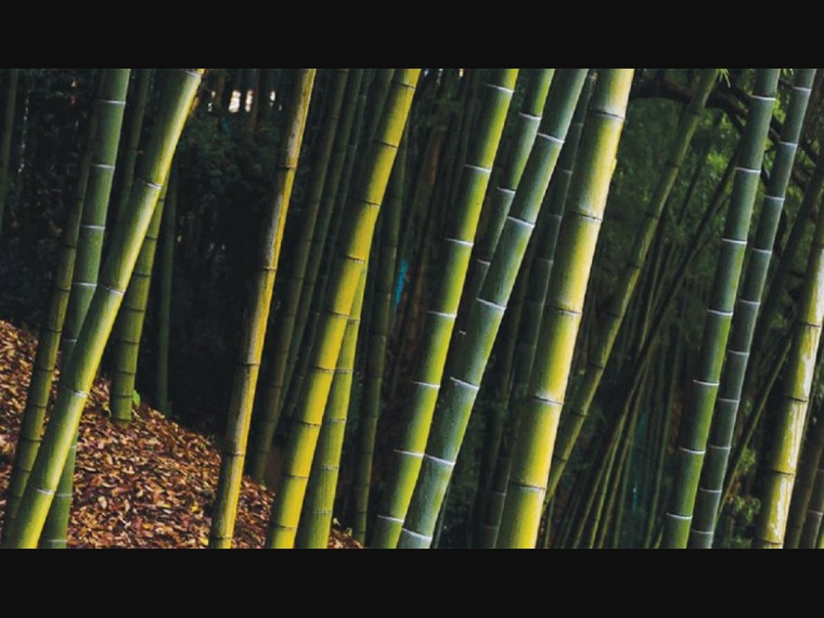 hø Framework dækning What can bamboo do about climate change? - The Week