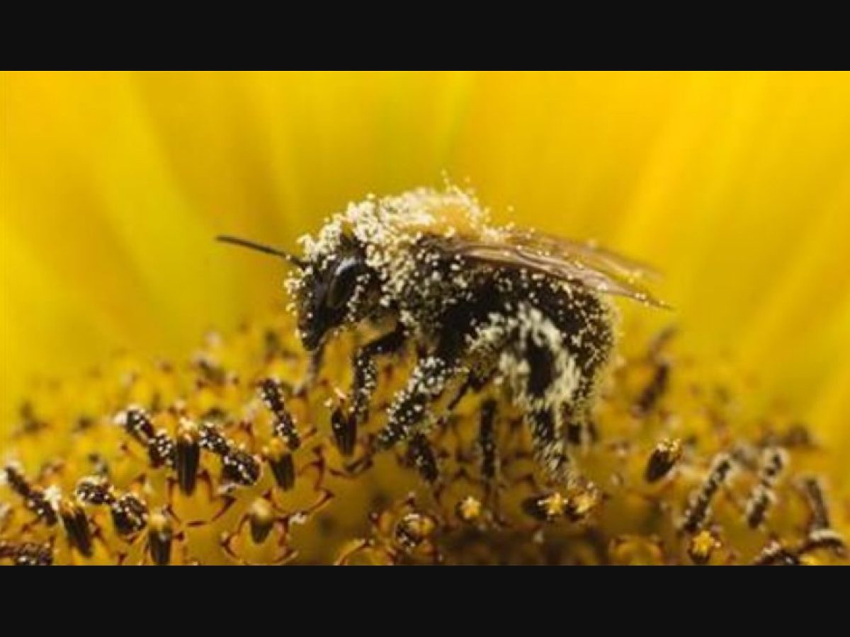 Engineered bacteria protect honey bee health