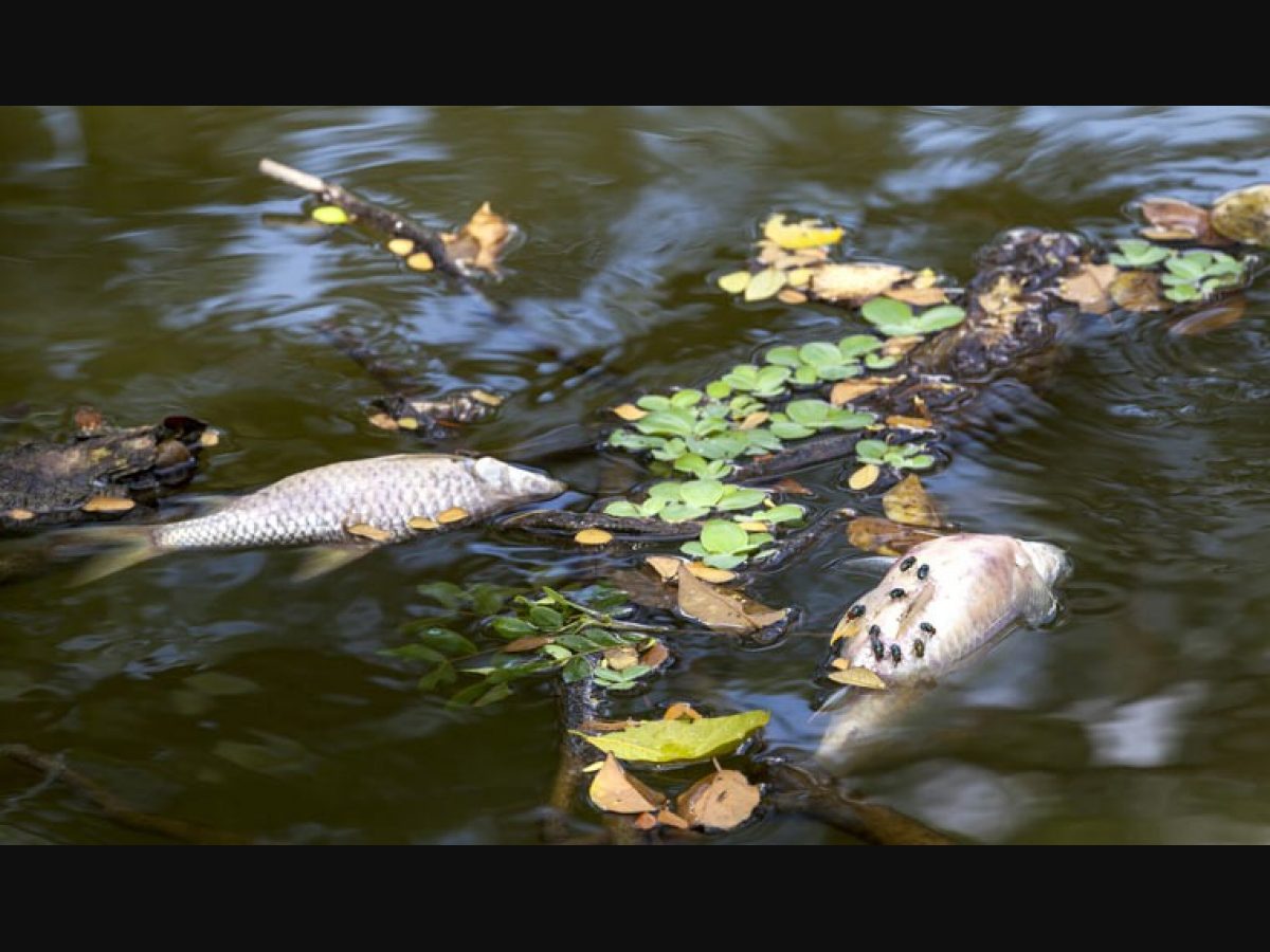 Water Pollution Dead Fish