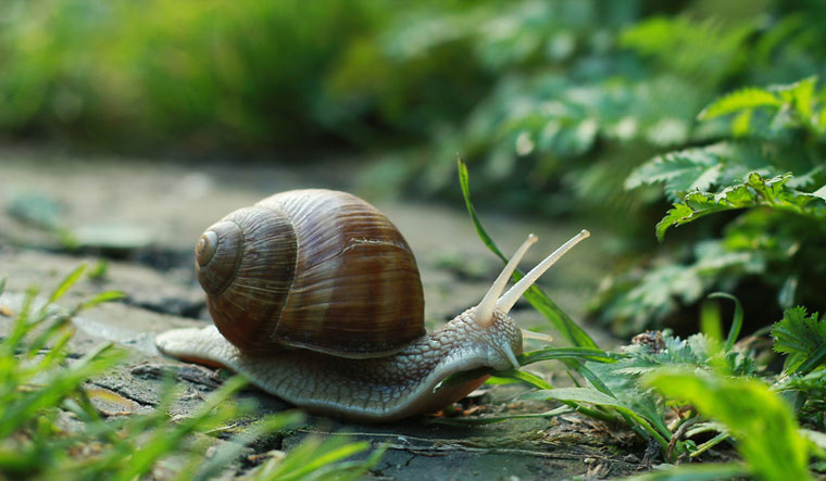 Marine snails: Transition from egg-laying to live birth - Vimarsana News