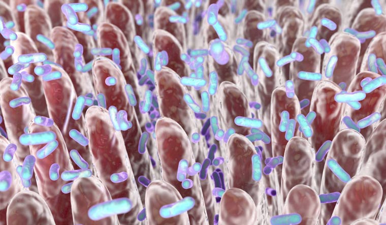 Industrial societies losing healthy gut microbes - Vimarsana News