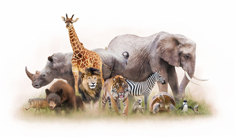 How archaeologists can help us live with wild animals - Vimarsana News