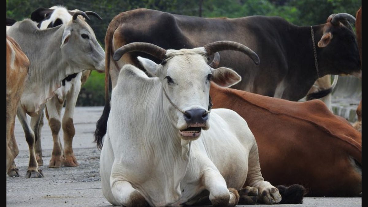 Jesus Christ said killing a cow or bull is tantamount to killing a man:  Allahabad HC - The Week