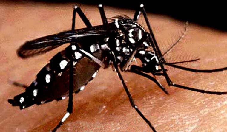 Scientists uncover drug target to combat mosquito-transmitted viruses - Vimarsana News