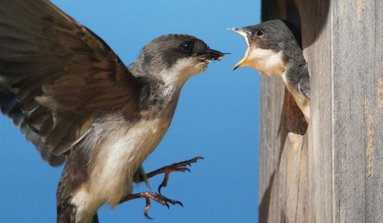 Birds trying hard to 'keep pace' with climate change - THE WEEK