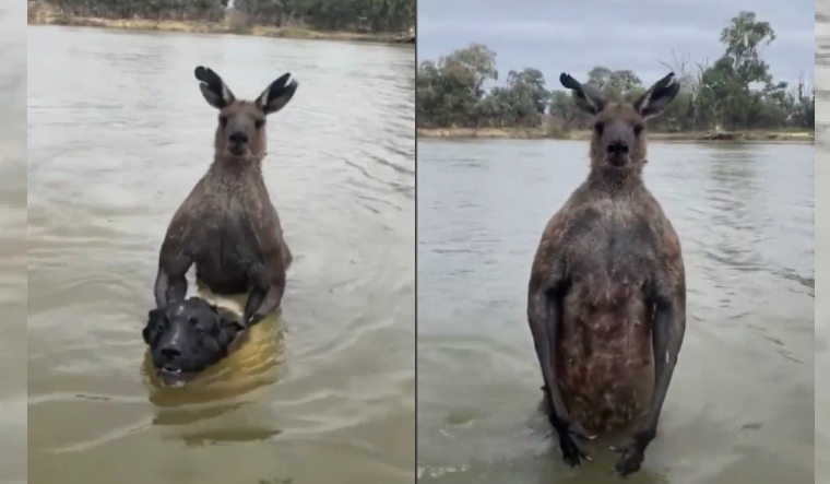 ‘Let my dog ​​go!’: Viral video shows kangaroo fist fighting man for trying to ‘drow’ pet in river