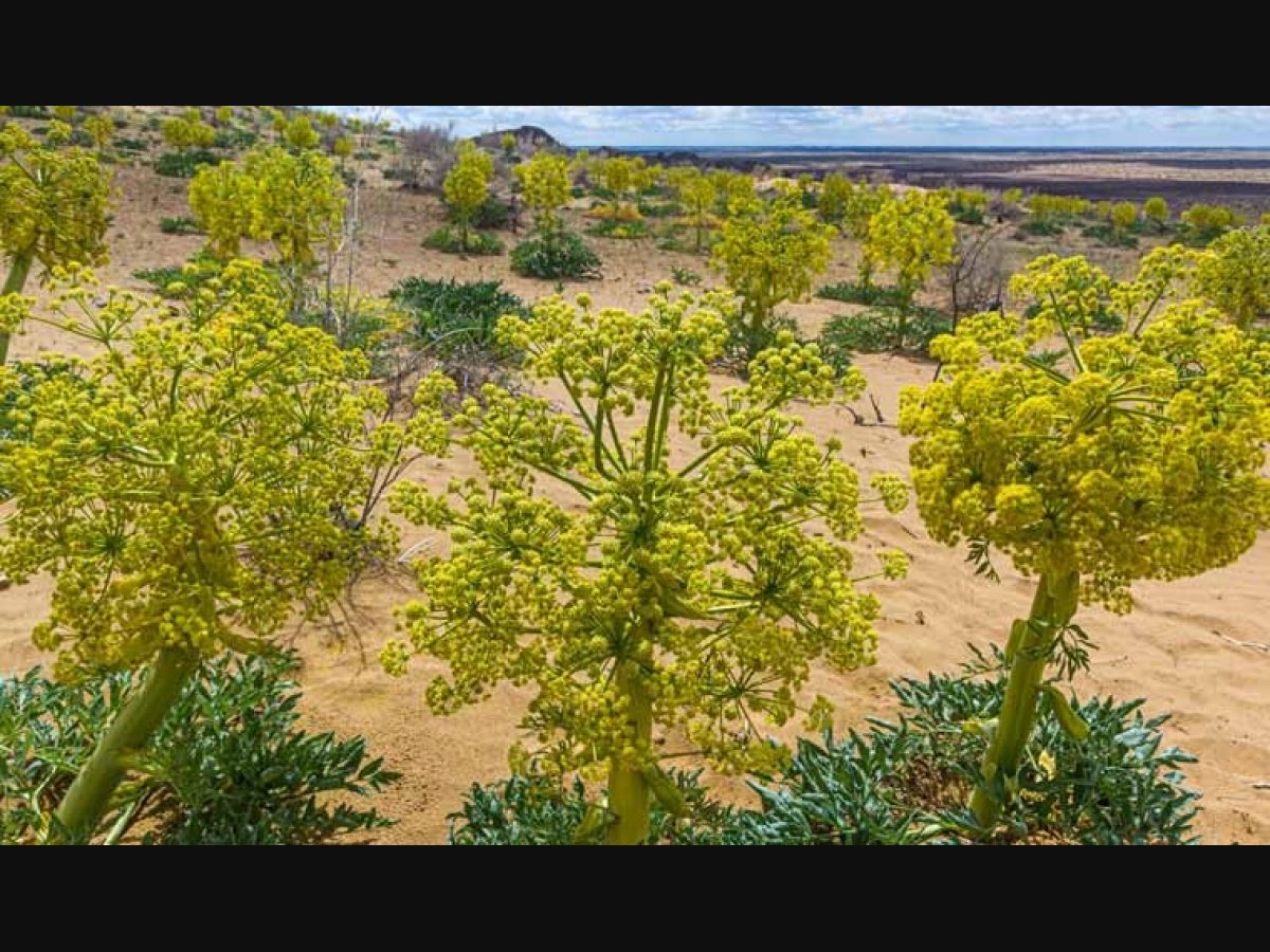 Asafoetida Tree