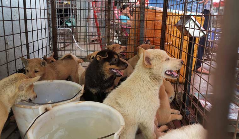 Culprits donned masks, used country pistols: What is known so far about killing of 20 dogs in Telangana's Mahabubnagar - Vimarsana News