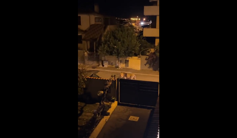 Watch | Lion prowling streets of Italian town after escaping from circus - Vimarsana News