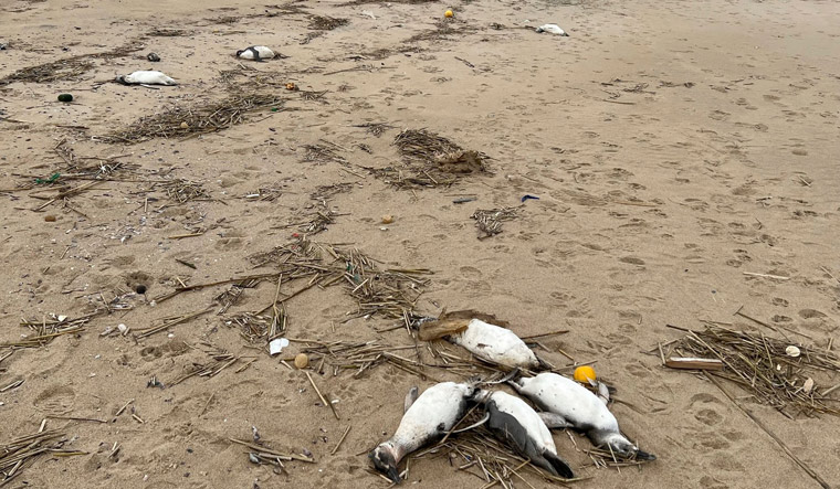 Why did 2,000 penguins wash up dead on Uruguay coast? - Vimarsana News