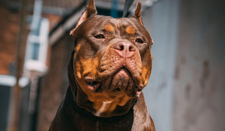 What makes American Bully XL dogs 'dangerous'? Details here - Vimarsana News