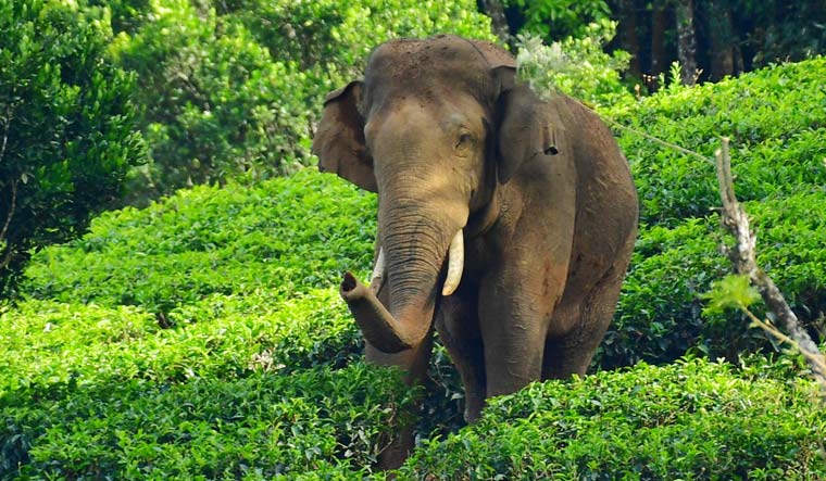 Kerala: Rice-eating tusker 'Arikomban' tranquilised; to be transferred to another location - Vimarsana News