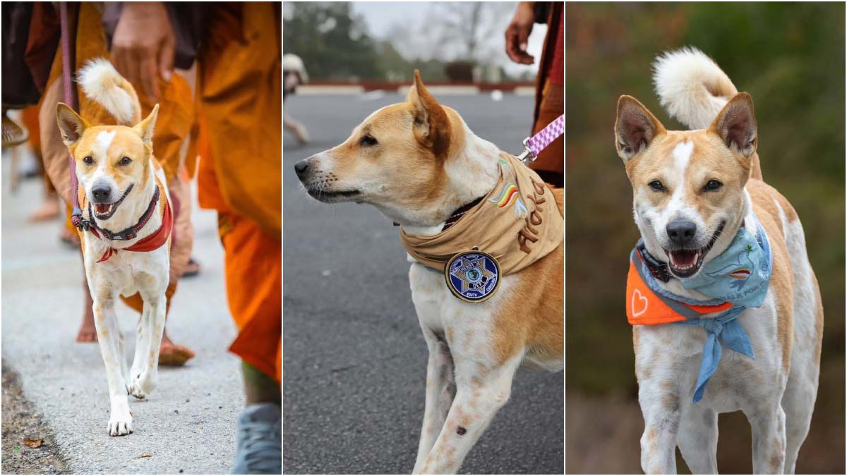 The silent disciple: How an Indian dog is leading a global movement for peace