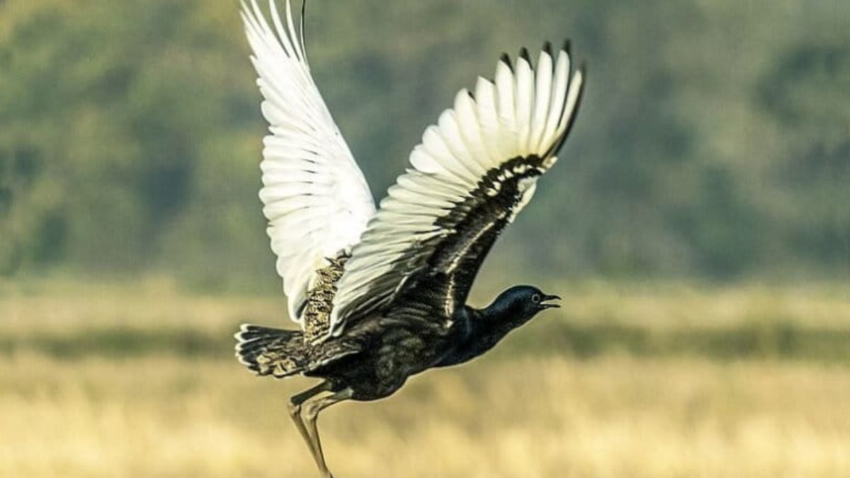 Climate change, development push Arunachal’s grasslands to the brink: Experts